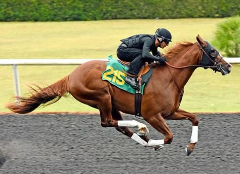 Horses Racing, Three Horses, Racing Horse, Thoroughbred Racehorse, Rivaldo, Thoroughbred Horse Racing, Race Horse, Horse Inspiration, Running Horse