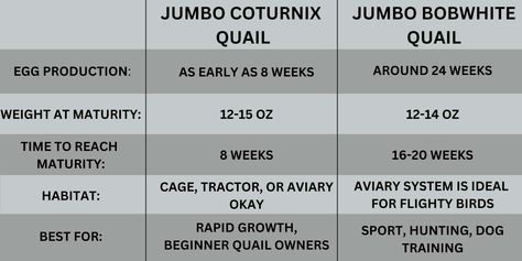 Bobwhite VS. Coturnix - The Best Jumbo Quail Breed for Meat Jumbo Quail, Take A, Look At, Meat, Good Things