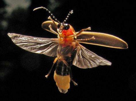 Firefly Anatomy, Firefly Photo, Firefly Images, Nature Brand, Lighting Bugs, Insect Illustration, Lightning Bug, Earwigs, Glow Worm