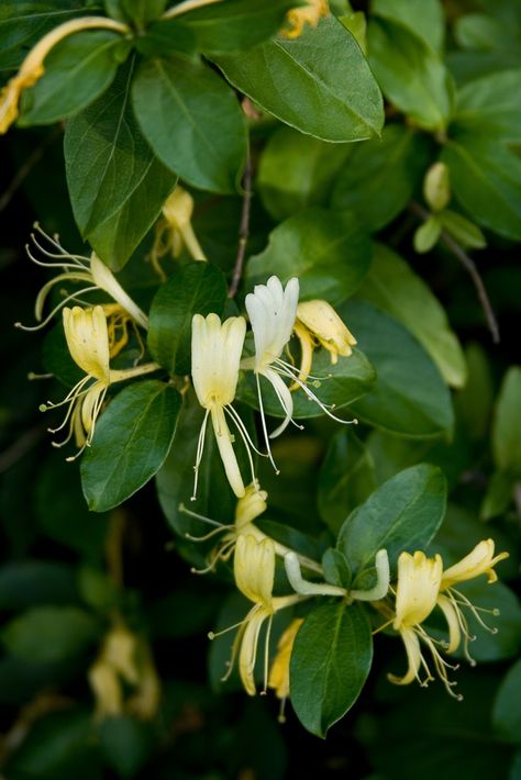 Mmmm... Honeysuckle. Honeysuckle Aesthetic, Honeysuckle Photography, Honeysuckle Tattoo, Honeysuckle Plant, Honeysuckle Cottage, Vining Plants, Cranesbill Geranium, Honey Suckle, Forest Life