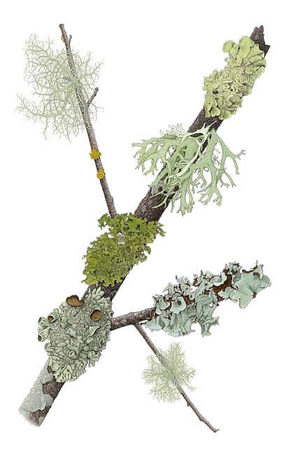 Lichens by Kristin Jakob Lichen Tattoo, Lichen Drawing, Moss Tattoo, Moss Drawing, Moss Illustration, Hannah Woodman, Trick Art, Lichen Moss, Sketches Of Love