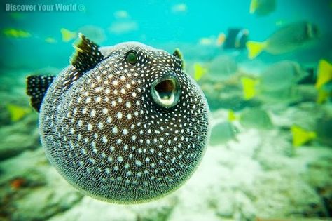 Guineafowl Pufferfish (Arothron meleagris) Creature Marine, Fauna Marina, Life Under The Sea, Salt Water Fish, Ocean Floor, Beautiful Sea Creatures, Water Animals, On The Ocean, Underwater Creatures