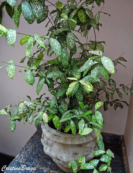 Dracena Confeti - Dracaena godseffiana - Flores e Folhagens Dracaena Godseffiana, House Plant Decor, Garden Mini, Gold Dust, Rare Plants, House Plant, Urban Jungle, Plant Decor, Indoor Plants