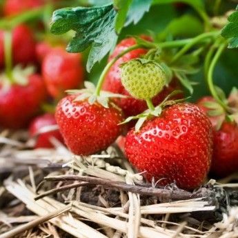 Strawberry Red Gauntlet Growing Strawberries Vertically, How To Grow Strawberries, Gemüseanbau In Kübeln, Grow Strawberries, Strawberry Planters, Strawberry Farm, Strawberry Garden, Growing Strawberries, Strawberry Patch