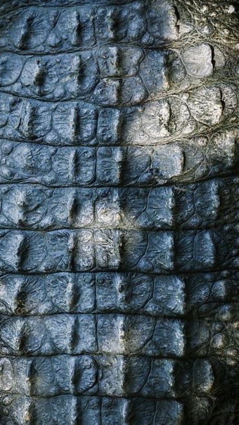 Crocodile Illustration, Alligators Art, Lab Image, Peter And The Starcatcher, Reptile Skin, Cute Reptiles, Texture Inspiration, Alien Creatures, Crocodile Skin