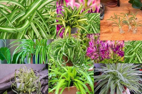 The Chlorophytum comosum or spider plant, comes in many varieties, each of which can be grown in your indoor garden. I’ll tell you which varieties exist ahead and include photos Spider Types, Indoor Plants For Beginners, Chlorophytum Comosum, Ribbon Plant, Plants For Beginners, Types Of Spiders, Open Terrariums, Orange Spider, Plant Varieties