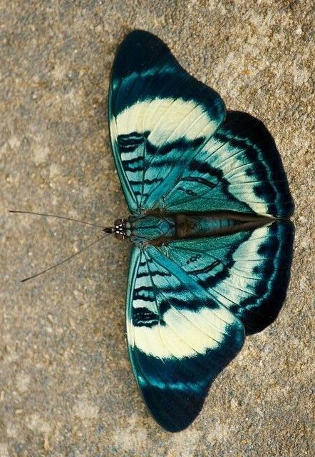 Beetle Wing Color, Colorful Insects Beautiful Bugs, Cool Butterflies, Colorful Bugs Insects, Pretty Beetles, Bugs Reference, Moth Drawing Simple, Cool Moths, Insects Aesthetic