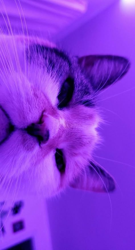 Purple Aesthetic Background, Violet Aesthetic, Purple Animals, Purple Vibe, Cat Background, Cocoppa Wallpaper, Dark Purple Aesthetic, Aesthetic Purple, Gorgeous Cats