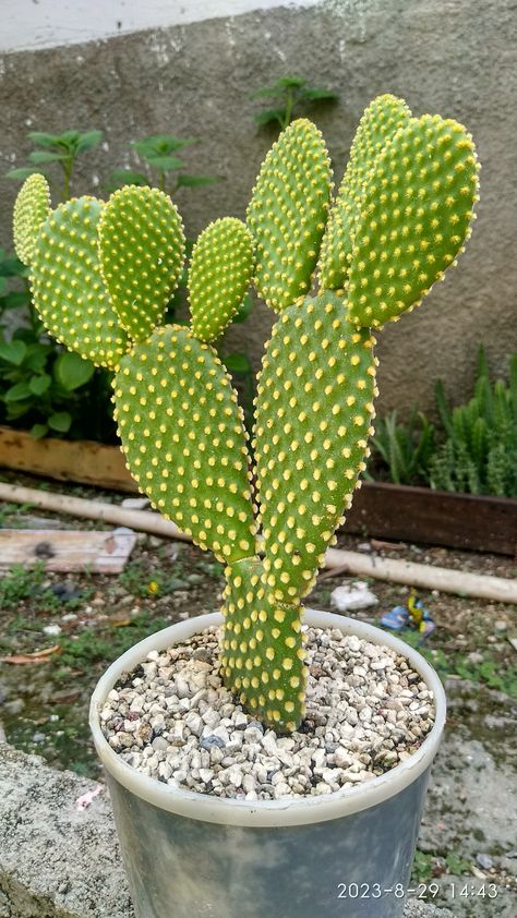 Opuntia Microdasys, Plants Cactus, Cactus Garden, Cactus And Succulents, Cactus Y Suculentas, Tropical Plants, Cactus Plants, Cactus, Plants