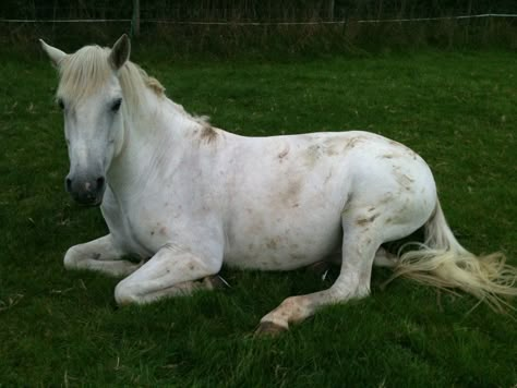 Horse Laying Down, Aussie Cattle Dog, Unicorn Party Food, Pictures With Horses, Horse Poses, Horse Reference, Horse Costumes, Appaloosa Horses, Baby Horses