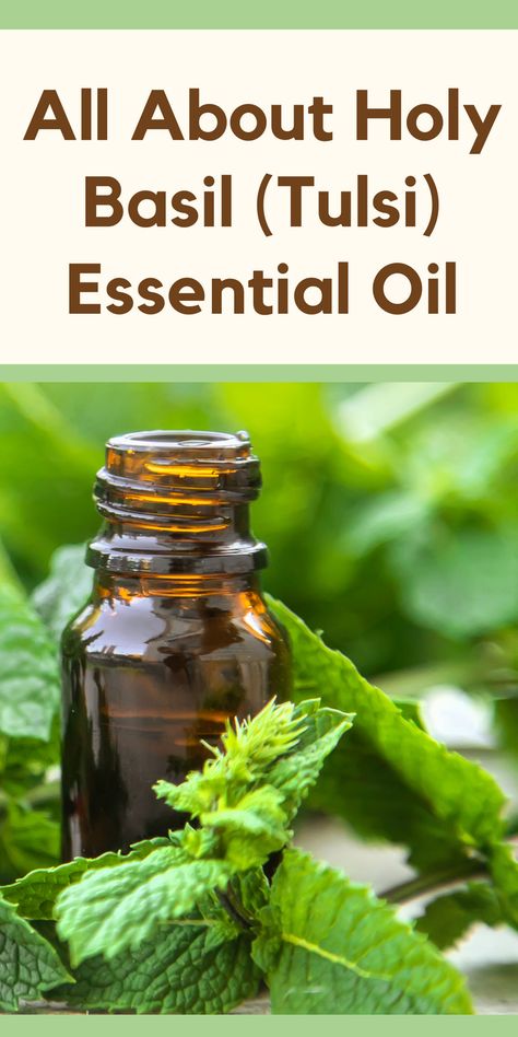 Holy Basil Essential Oil, also known as Tulsi Oil, is extracted from the sacred plant Ocimum sanctum, which holds deep cultural significance in various parts of the world. This oil is derived through a steam distillation process, capturing the essence of the plant’s active compounds. Let’s take a closer look at the science behind this potent elixir: Basil Oil Benefits, Basil Essential Oil Blends, Preserving Basil Leaves In Oil, Basil Essential Oil Benefits, Tulsi Oil, Holy Basil Essential Oil, Green Roots, Basil Essential Oil, Baking Soda Cleaning