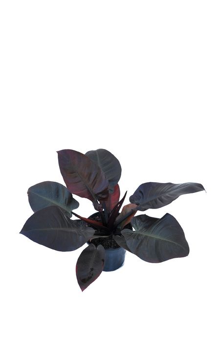 Black Cardinal Plant, Gothic Jungalow, Black Houseplants, Philodendron Sodiroi, Dark Green Almost Black, Brick Apartment, Shady Gardens, Black Plants, Understory Plants