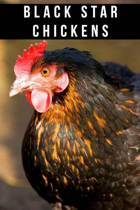 Black Star Chickens - Is This The Friendliest Laying Breed Of All? Black Star Chicken, Chickens Breeds, Rhode Island Red Rooster, Chicken Egg Colors, Chicken Facts, Rhode Island Red, Black Chickens, Red Rooster, Egg Laying