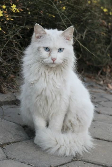 Angora Turecka Turkish Angora Cat, Angora Cats, Turkish Angora, Image Types, Pets Cats, Free Photos, Google Images, Cute Animals, Animals