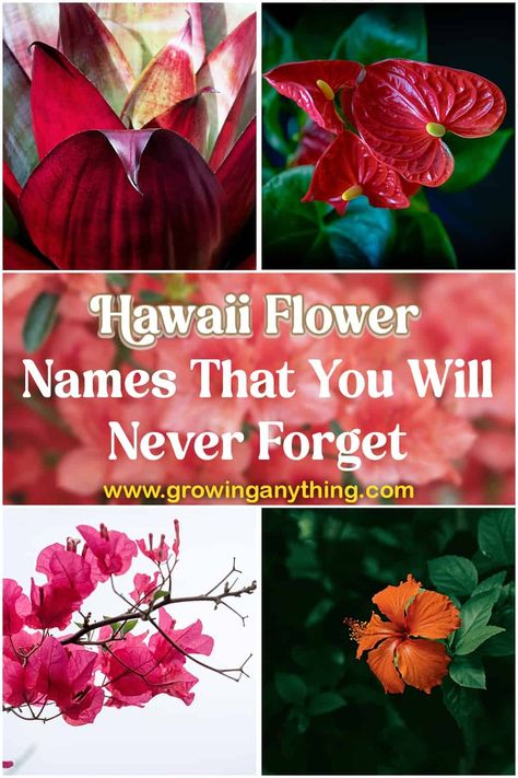 31 Hawaii Flower Names That You Will Never Forget 2024 Passion Fruit Flower, Jade Vine, Royal Poinciana, Ginger Flower, Beach Flowers, Princess Flower, A Piece Of Cake, Indoor Flowers, Flower Names