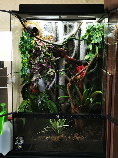 Python Enclosure Ideas, Ball Python Enclosure Ideas, Ball Python Enclosure, Python Enclosure, Enclosure Ideas, Terrarium Ideas, Reptile Terrarium, Crested Gecko, Red Baron