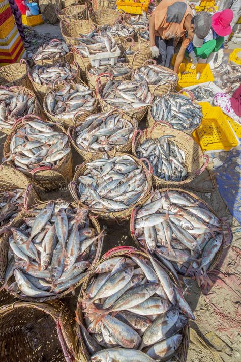 Fresh Fish and tuna in basket on the beach stock photo Fresh Fish Photography, Fish Photography, Irish Eyes, Long Hai, Fresh Market, Fresh Fish, Beach Photo, Inspiration Art, Real Food