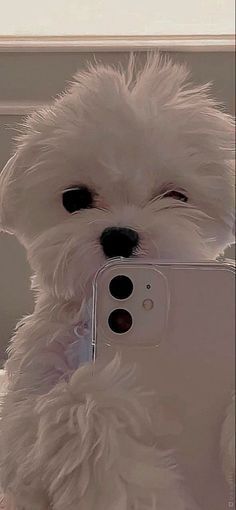 Francisco Tatuaje Hello Kitty, Cute Puppy Wallpaper, Cute Puppies And Kittens, Cute Dog Wallpaper, Puppy Wallpaper, Cute Animals Puppies, Very Cute Dogs, Really Cute Dogs, Dog Wallpaper