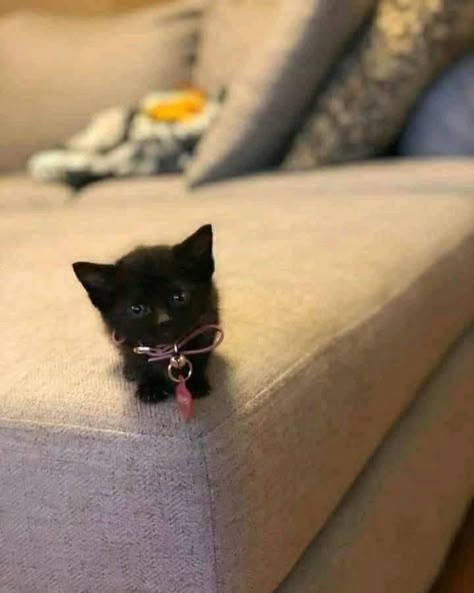 Black Kitties, Silly Kitties, Cats Photos, Cats Pictures, Silly Cats Pictures, Cute Cats Photos, Black Kitten, Cute Kitties, Pretty Animals