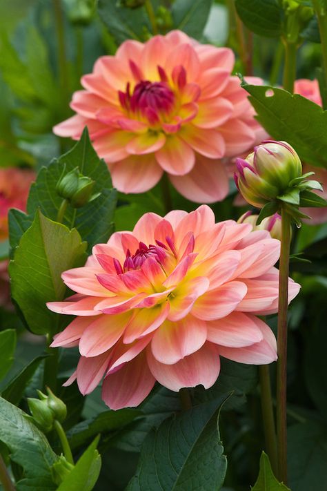 Urban Garden Design, Dahlias Garden, Diy Gardening, The Secret Garden, Bacon Egg, Dahlia Flower, Pretty Plants, Flower Farm, Exotic Flowers