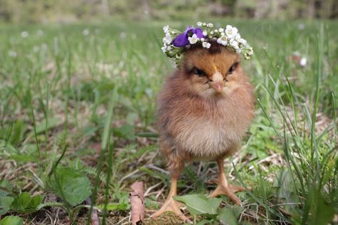 Chick photo shoot. ❤️ 🐣 Chick Photo Shoot, Country Spring, Coop Ideas, Backyard Chickens, Baby Chicks, Yellow Aesthetic, Spring Has Sprung, Chickens Backyard, Chicken Coop