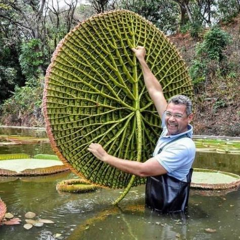 Underside of Giant Water Lily, Victoria amazonica Sparrow Academy, Tanaman Air, Weird Plants, Plant Fungus, Unusual Plants, Unusual Flowers, Unique Plants, Exotic Plants, Rare Plants