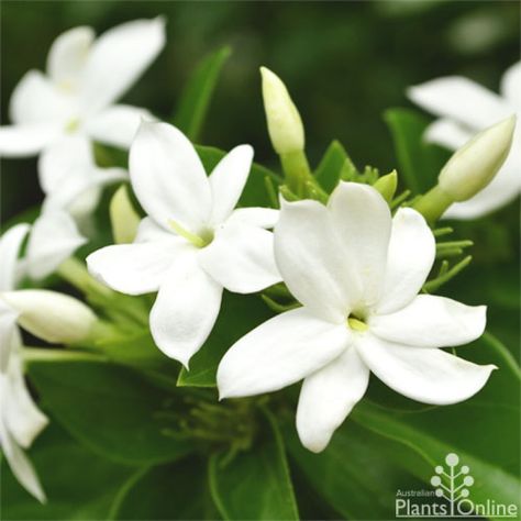 Arabian Jasmine, Jasminum Sambac, Filipino Tattoos, Tropical Wedding Flowers, Jasmine Essential Oil, Beach Wedding Flowers, Australian Plants, Jasmine Flower, Diy Wedding Flowers