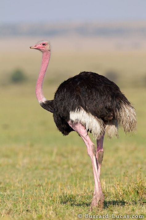 Ostrich Photography, Ostrich Art, Ostrich Bird, Drawing Bird, Tattoo Bird, Ostrich Egg, Birds Wallpaper, Bird Quotes, Africa Wildlife