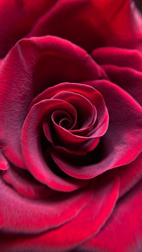 Rose Flower Red, Wallpaper Rose, Flower Red, Beautiful Rose Flowers, Deco Floral, Flower Phone Wallpaper, Beautiful Flowers Pictures, Rose Wallpaper, Rose Art