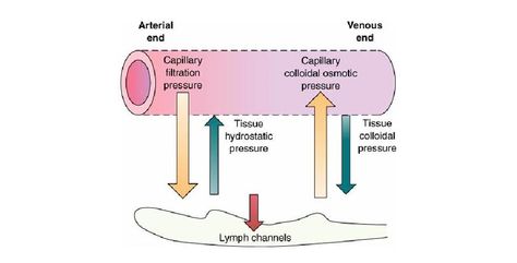 Hydrostatic pressure, capillary filtration pressure, capillary colloidal osmotic pressure Hydrostatic Pressure, Electrolyte Imbalance, Medical Biology, Nurse Anesthesia, Osmotic Pressure, Vascular System, Healthcare Infographics, Basic Science, To Be A Doctor