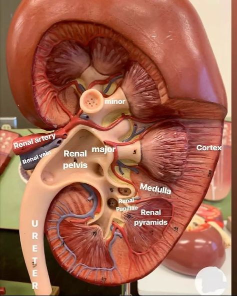 Internal Structure Of Kidney, Human Organ, Dr Sebi, Electric Foods, Herbal Healing, Natural Remedy, Healing Herbs, Kidney Beans, Immune Boosting