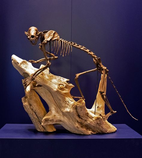 Red pandas once lived in Tennessee five million years ago. This 3D replica cast of a red panda skeleton is based on fossils found at Gray Fossil Site in Gray, Tennessee. An ancient North American relative of the living red panda, the Gray Fossil Site skeleton (named Bristol's Panda) is the most complete fossil ailurid from North America and most complete ailurine found anywhere else in the world. Red Panda Skeleton, Panda Skeleton, Change Challenge, History Exhibition, Animal Skeletons, Red Pandas, Tennessee State, East Tennessee, Smoky Mountain National Park