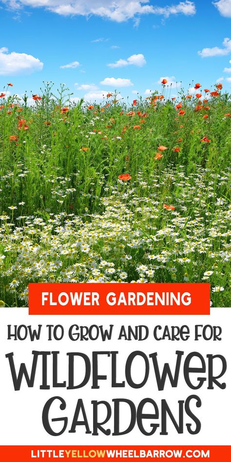 Wildflower Raised Garden Bed, Best Wildflowers To Grow, How To Plant Wildflower Seeds, Planting Wildflower Seeds, Wildflower Garden Bed, Wildflower Landscaping, Wildflower Backyard, Wildflower Garden Ideas, Planting Wildflowers