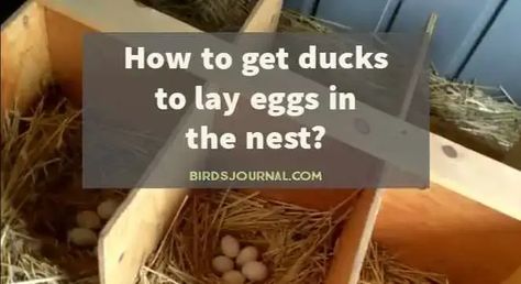 How to get ducks to lay eggs in nest? Pro tips Duck Laying Boxes, Duck Nesting Box Ideas, Duck Nesting Boxes, Eggs In Nest, Pekin Duck, Duck Species, Backyard Ducks, Raising Ducks, Muscovy Duck