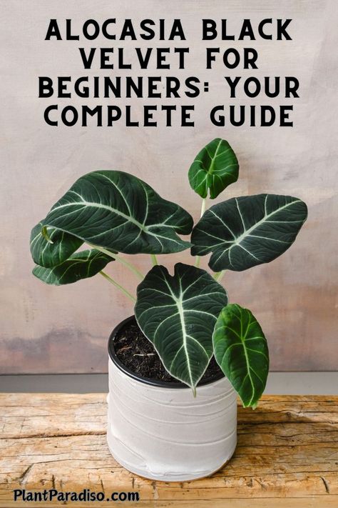 Guide for Alocasia Black Velvet Velvet Plant, Alocasia Black Velvet, Peperomia Plant, Alocasia Plant, Dark Green Leaves, Calathea Plant, Prayer Plant, Pothos Plant, New Roots