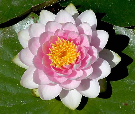 Lily pad and flower Lily Pads Flower, Lily Pad Flowers, Lily Pad Flower, Flower Colouring, Colouring Images, Water Lily Tattoos, Water Lotus, Trout Lily, Water Lily Flower