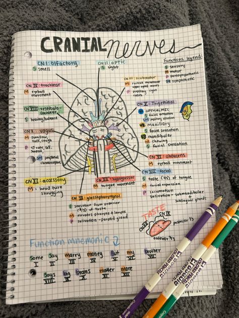 12 cranial nerves and function Cranial Nerves How To Remember, 12 Cranial Nerves, Nbcot Exam, Anatomy Notes, Nerve Anatomy, Cranial Nerves Mnemonic, Number Drawing, Cranial Nerves, Medical School Inspiration