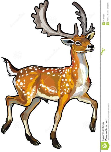 Deer Side View, Chital Deer, Side View Illustration, Camel Painting, Reindeer Drawing, Wild Animals Vector, Deer Cartoon, View Illustration, Cartoon Reindeer