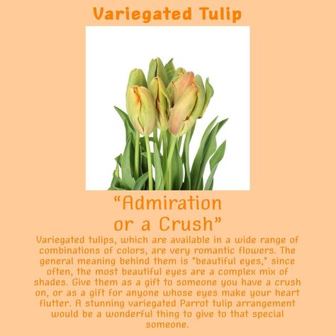 Orange Tulips Meaning, Parrot Tulips Arrangement, Tulip Meaning, Flower Knowledge, Hot Pink Tulips, Tulips Meaning, Tulips Arrangement, Tulip Garden, Paint Flowers