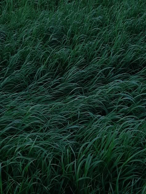 #grass #nature #dark #aesthetic #darkaesthetic #selflove #selfcare #evening #night #forest #details Soft Grass Aesthetic, Dark Grass Aesthetic, Tall Grass Aesthetic, Nature Dark Aesthetic, Green Grass Aesthetic, Grass At Night, White Serpent, Grass Aesthetic, Darker Aesthetic