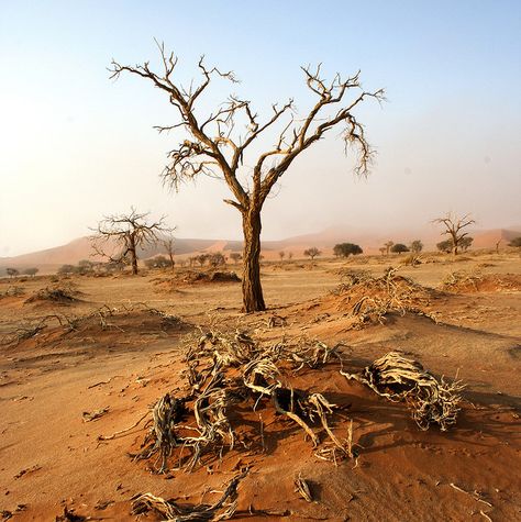 dry tree, Namibia Namibia Travel, African Mythology, Deserts Of The World, Namib Desert, Dead Tree, Desert Dream, Desert Life, River Art, Shade Trees