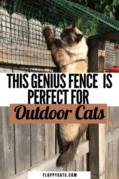 Cat Enclosure Outdoor, Outdoor Cat Run, Outside Cat Enclosure, Cat House Outdoor, Diy Cat Enclosure, Outdoor Cat Shelter, Cat Fence, Cats Outside, Cat Patio