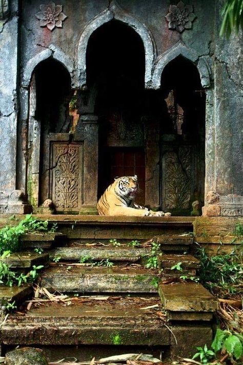 Lost Temple, Jungle Temple, Temple Ruins, Image Nature, Indian Architecture, Ancient Temples, A Tiger, White Tiger, Ancient Architecture