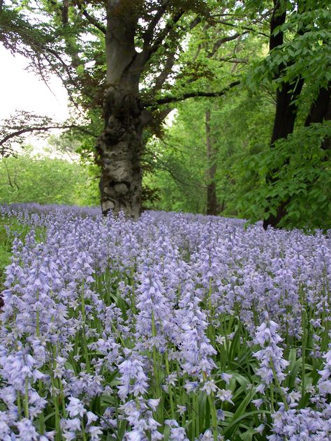 Blue Bells Aesthetic, Blue Bell Aesthetic, Blue Bell Flowers Aesthetic, Bellflowers Aesthetic, Bell Flowers Aesthetic, Bellflower Aesthetic, Blue Spring Aesthetic, Blue Bells Flowers, Blue Bell Flowers