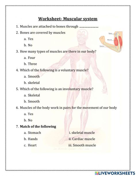 Muscular System Anatomy Worksheet, Science Worksheet For Grade 5, Muscular System Worksheet, Muscles Worksheet, Muscular System For Kids, 7th Grade Worksheets, Muscular System Activities, Medical Interpreter, Evs Worksheet