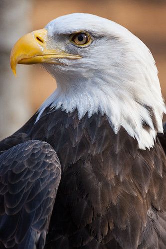 Eagle Portrait Photography, Bald Eagle Photography, Aigle Royal, Eagle Drawing, Eagle Images, Eagle Painting, Eagle Wallpaper, Eagle Pictures, Eagle Art