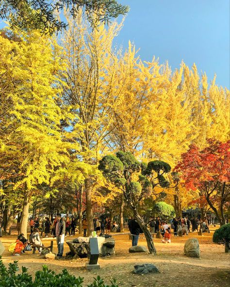 Nami Island Autumn, Nami Island, Meeting Place, Dolores Park, Yellow, Travel, Quick Saves