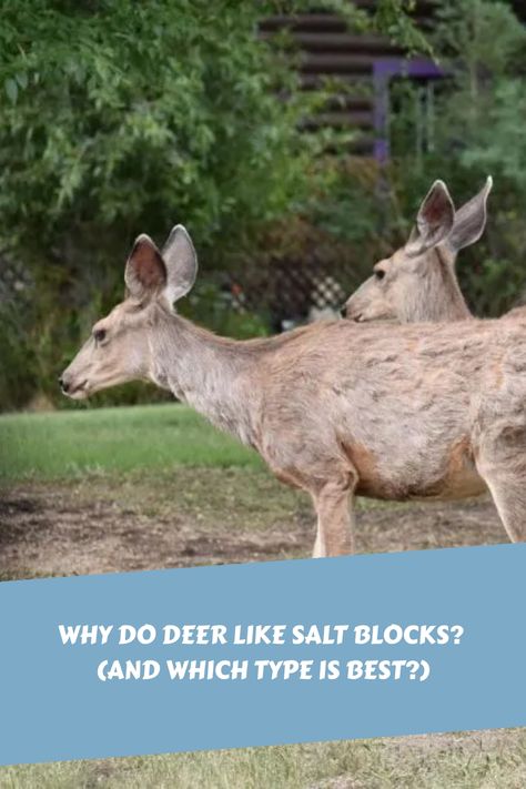 Salt blocks have been used to attract deer for a long time, but many people don’t quite understand why deer like salt blocks. They just know that salt blocks work to attract deer to an Salt Block, Salt Lick, Big Green Egg, Rock Salt, Hunting Season, Farm Gardens, Many People, Fun Facts, Deer