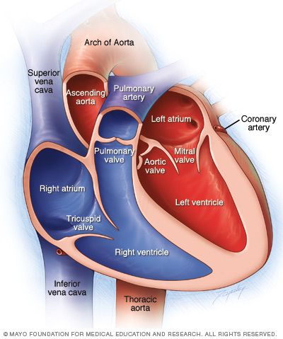 Medical Assisting, Heart Diagram, Mitral Valve, Heart Valves, Nursing Exam, The Human Heart, Heart Anatomy, Cardiac Nursing, Medical School Studying