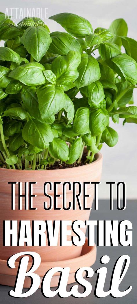 How To Pick Basil, Harvesting Basil, Growing Basil, Harvesting Herbs, Diy Herb Garden, Herb Garden Design, Basil Plant, Meteor Garden 2018, Indoor Herb Garden